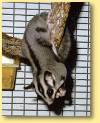 OZe Wildlife - Gold Coast Attractions 3