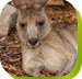 Calmsley Hill City Farm - Gold Coast Attractions