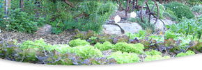 Calmsley Hill City Farm - Gold Coast Attractions 1