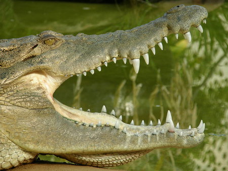 Dundee's Wildlife Park - Gold Coast Attractions 1