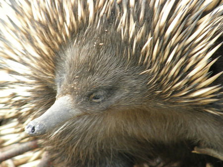 Dundee's Wildlife Park - Gold Coast Attractions 3