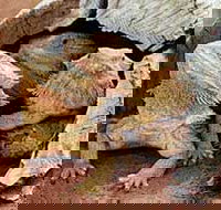 Alice Springs Reptile Centre - Gold Coast Attractions