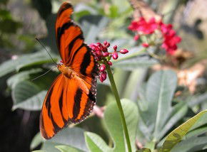 Oakville NSW Gold Coast Attractions