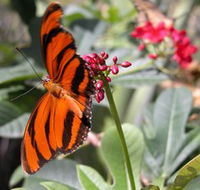 Butterfly Farm - Gold Coast Attractions