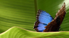 Butterfly Farm - Gold Coast Attractions 3