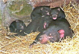  Gold Coast Attractions