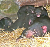 East Coast Natureworld - Gold Coast Attractions