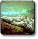 Kakadu National Park - Gold Coast Attractions 1