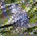 Koala Conservation Centre - Gold Coast Attractions