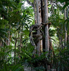 Rainforest Skywalk - Gold Coast Attractions 3