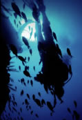 Scuba World - Gold Coast Attractions 0