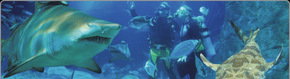 Scuba World - Gold Coast Attractions 1