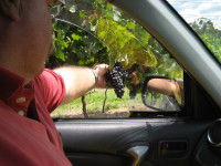 Mount Tamborine Winery & Homestead - Gold Coast Attractions 1