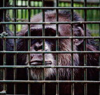 Rockhampton Zoo - Gold Coast Attractions