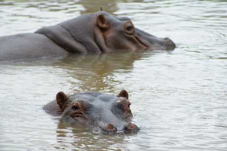 Cairns Wildlife Safari Reserve - Gold Coast Attractions 2