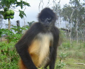 Cairns Wildlife Safari Reserve - Gold Coast Attractions 3