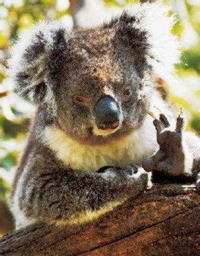 Gorge Wildlife Park - Gold Coast Attractions 0