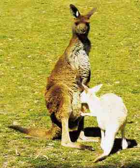 Gorge Wildlife Park - Gold Coast Attractions 1
