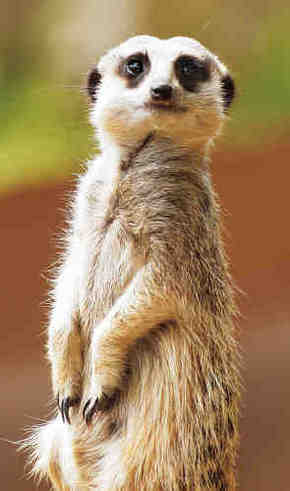Gorge Wildlife Park - Gold Coast Attractions 2