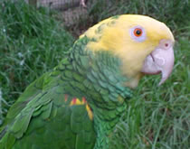 Gorge Wildlife Park - Gold Coast Attractions 3