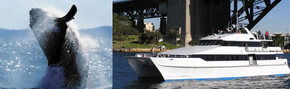 Prestige Harbour Cruises - Gold Coast Attractions 3
