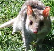 Urimbirra Wildlife Park - Gold Coast Attractions