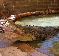 Wyndham Zoological Gardens and Crocodile Park - Gold Coast Attractions