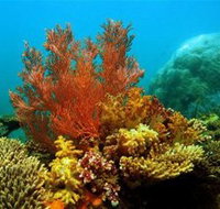 Three Islands Whale Shark Dive - Gold Coast Attractions