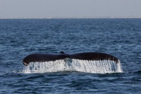 Three Islands Whale Shark Dive - Gold Coast Attractions 1