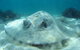 Three Islands Whale Shark Dive - thumb 2