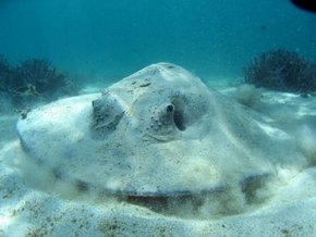 Three Islands Whale Shark Dive - Gold Coast Attractions 2