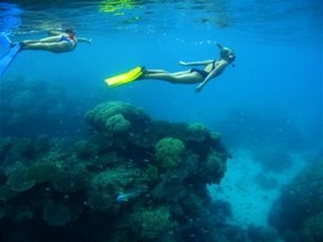 Three Islands Whale Shark Dive - Gold Coast Attractions 3