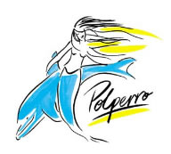 Polperro Dolphin Swims - Gold Coast Attractions 0