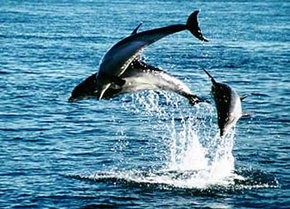 Polperro Dolphin Swims - Gold Coast Attractions 1