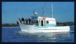 Polperro Dolphin Swims - Gold Coast Attractions 2