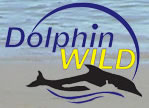 Dolphin Wild