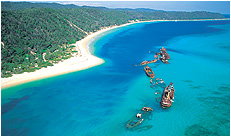 Dolphin Wild - Gold Coast Attractions 3