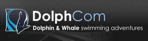 Dolphcom - Dolphin & Whale Swimming Adventures - Gold Coast Attractions 0
