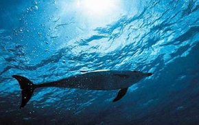 Dolphcom - Dolphin & Whale Swimming Adventures - Gold Coast Attractions 1