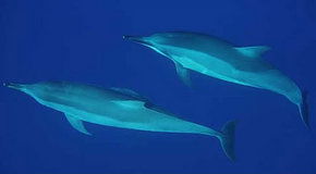 Dolphcom - Dolphin & Whale Swimming Adventures - Gold Coast Attractions 3