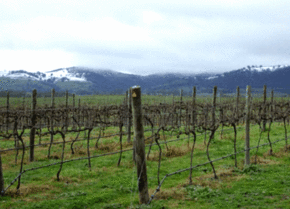 Kinloch Wines - Gold Coast Attractions
