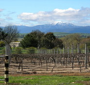Buller View Wines - Gold Coast Attractions