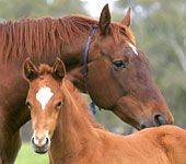  Gold Coast Attractions