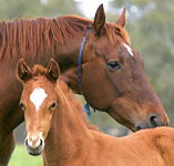 Blue Gum Farm - Gold Coast Attractions