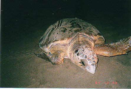 Footprints Adventures - Gold Coast Attractions 0