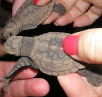 Footprints Adventures - Gold Coast Attractions 1