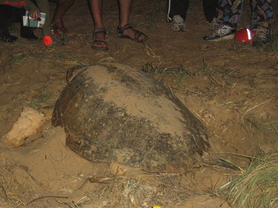 Footprints Adventures - Gold Coast Attractions 3