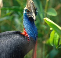 David Fleay Wildlife Park - Gold Coast Attractions