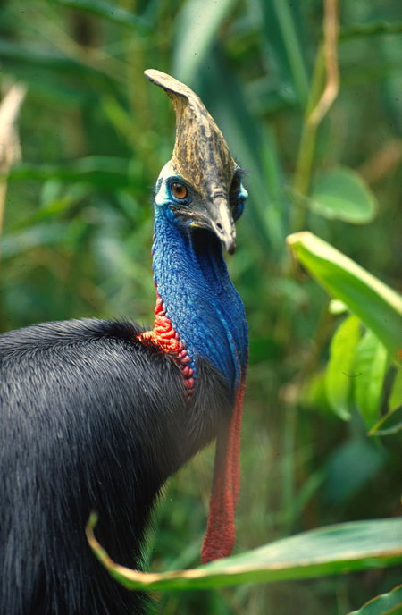David Fleay Wildlife Park - Gold Coast Attractions 0