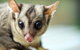 David Fleay Wildlife Park - thumb 1